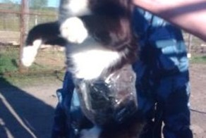 Дрессированная кошка-курьер (1 фото + 1 видео)