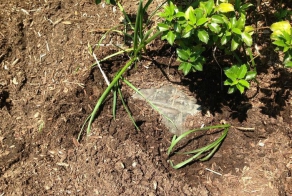 Что это такое? (3 фото)