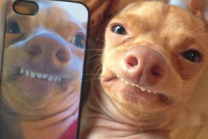 Разбогатела с помощью страшной собаки (8 фото)