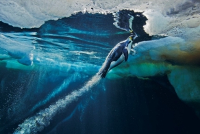 Шедевры National Geographic (45 фото)