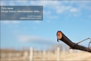 Когда плачут виноградные лозы (8 фото)