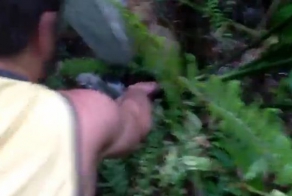 Спасение кота от удава (видео)