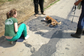 Спасение собаки (5 фото)