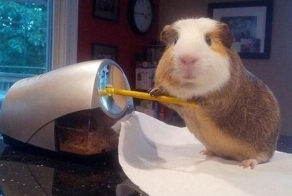 Умная морская свинка, которая умеет все на свете (8 фото)