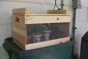 Выращивание бабочек в домашних условиях (9 фото)