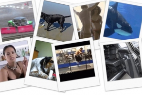 Анимахи. Часть 38 (21 гифка)