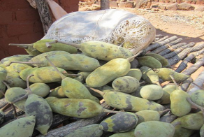 Фрукты, которые вы, возможно, никогда не пробовали (25 фото)