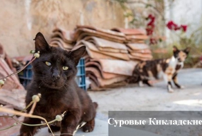Суровые Кикладские коты (26 фото)