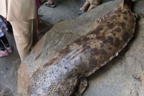 Самые странные животные планеты (15 фото)