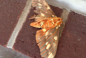 Королевская ореховая моль (3 фото)