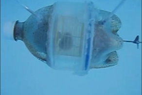 Подводная лодка для хомяка (7 фото + видео)