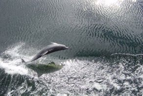 Удивительные факты о дельфинах (20 фото)