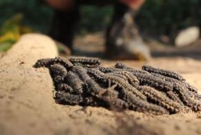 Гусеницы и синергия (1 фото + 3 гифки + видео)