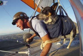 Собака летает на дельтаплане (12 фото)