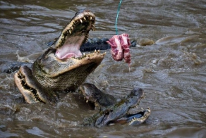 Как выращивают аллигаторов на фермах (29 фото)