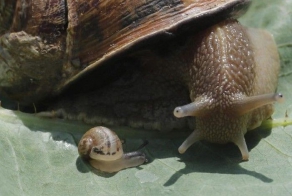 Крупнейшая ферма улиток (13 фото)