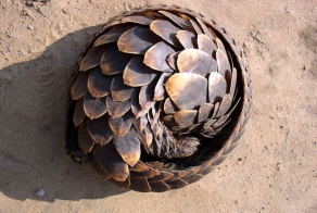 Бронированный панголин (33 фото)