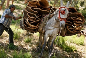Производство пробки (20 фото)