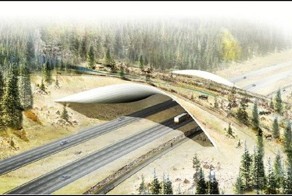 Берегись автомобиля. Мост для животных  (6 фото)