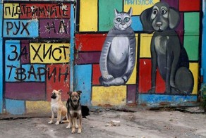 Приют для бездомных животных в Пирогово (9 фото)