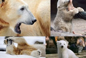 В Берлинском зоопарке умер знаменитый белый медведь Кнут (14 фото)