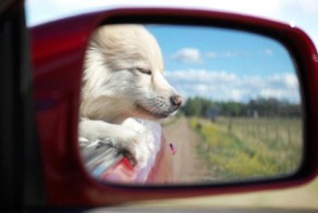 Отражения в зеркалах заднего вида (46 фото)