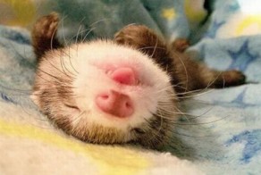 Фото онлайн