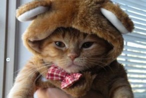 Новый фотоприкол