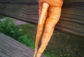 Новый фотоприкол