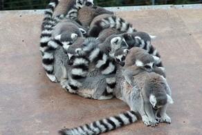 Новый фотоприкол