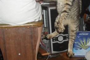 Бесплатный фотоприкол