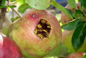 Смешные рисунки