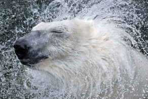 Фотоприкол бесплатно