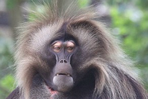 Бесплатно фото