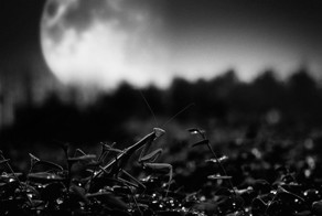 Фотоприкол онлайн бесплатно