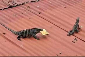 Фотоприкол недели