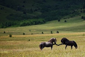 Новый фотоприкол