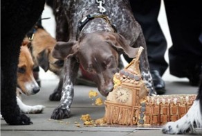 Фотоприкол