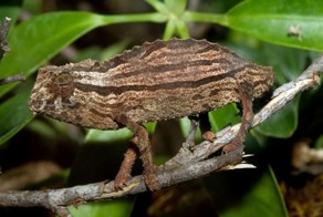 Пикантный фотоприкол