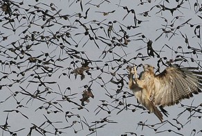 Шикарное фото