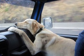 Новый фотоприкол