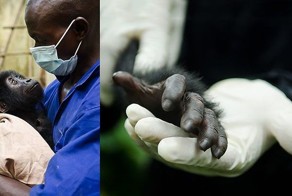 Из рук браконьеров: спасение детеныша гориллы (9 фото)