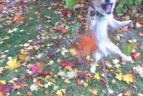 Фотоприкол онлайн бесплатно