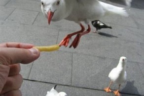 Бесплатный фотоприкол