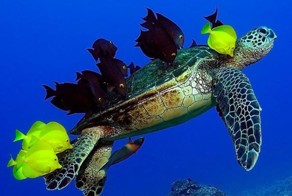 Фотоприкол недели