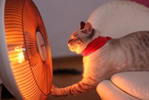 Фотоприкол бесплатно