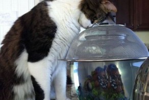 Бесплатно фото