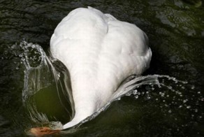 Прикол картинка