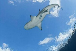 Фотоприкол онлайн бесплатно