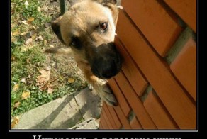 Демотиватор